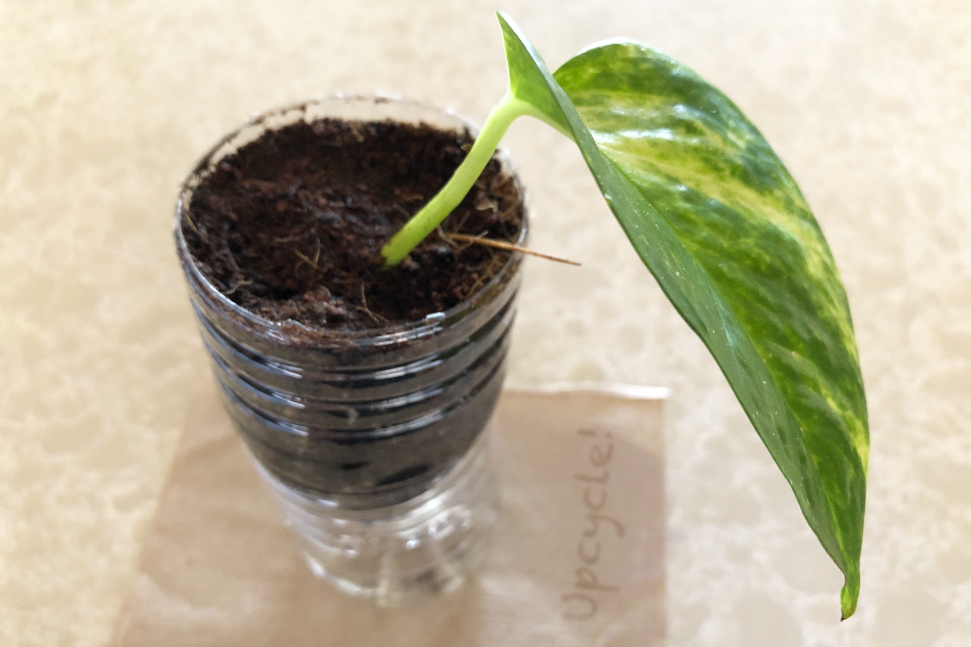 アップサイクル　ペットボトル